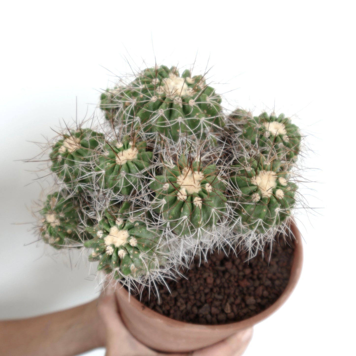 Copiapoa superba CLUSTER