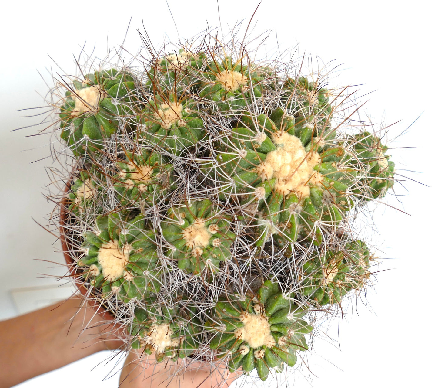 Copiapoa superba CLUSTER