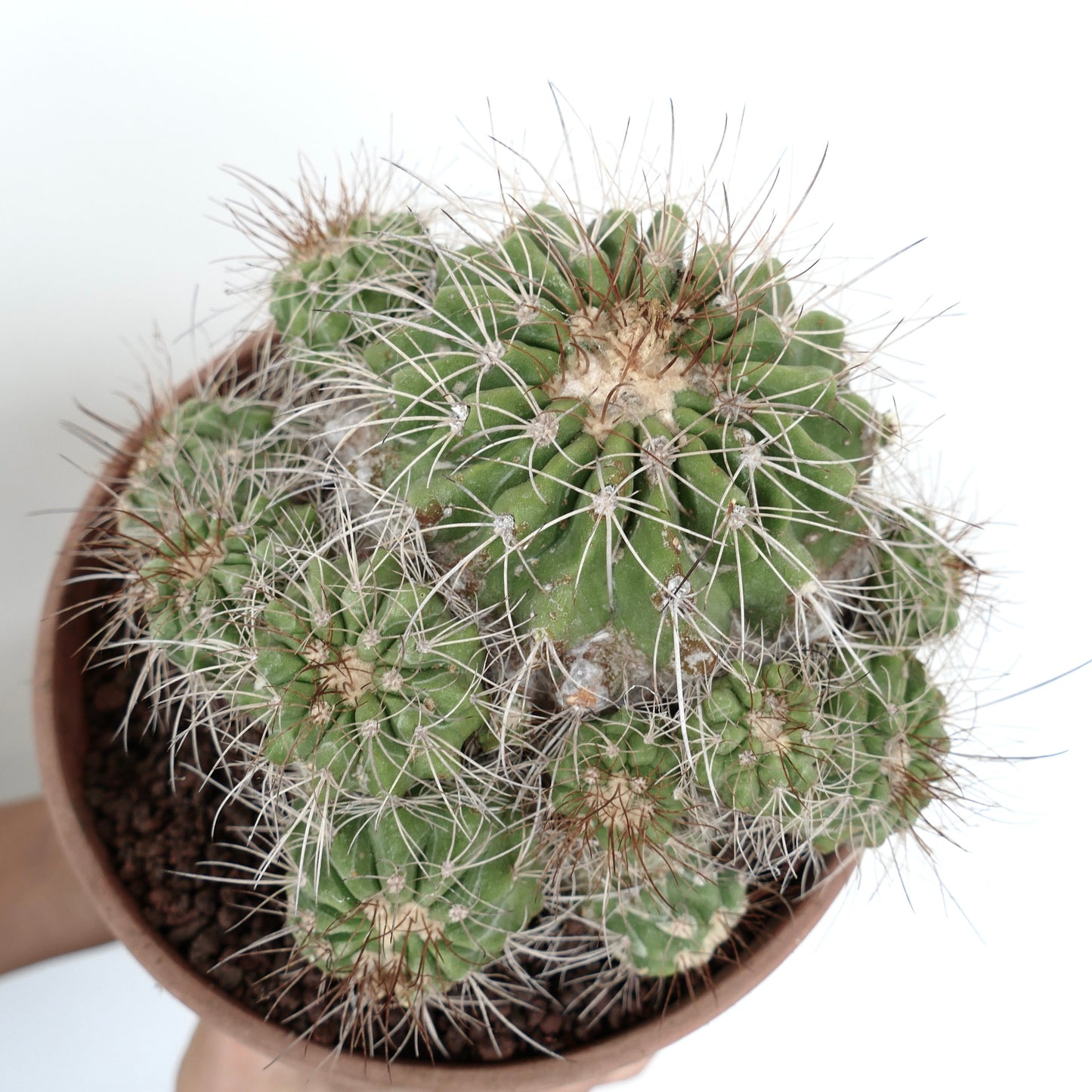 Copiapoa superba CLUSTER