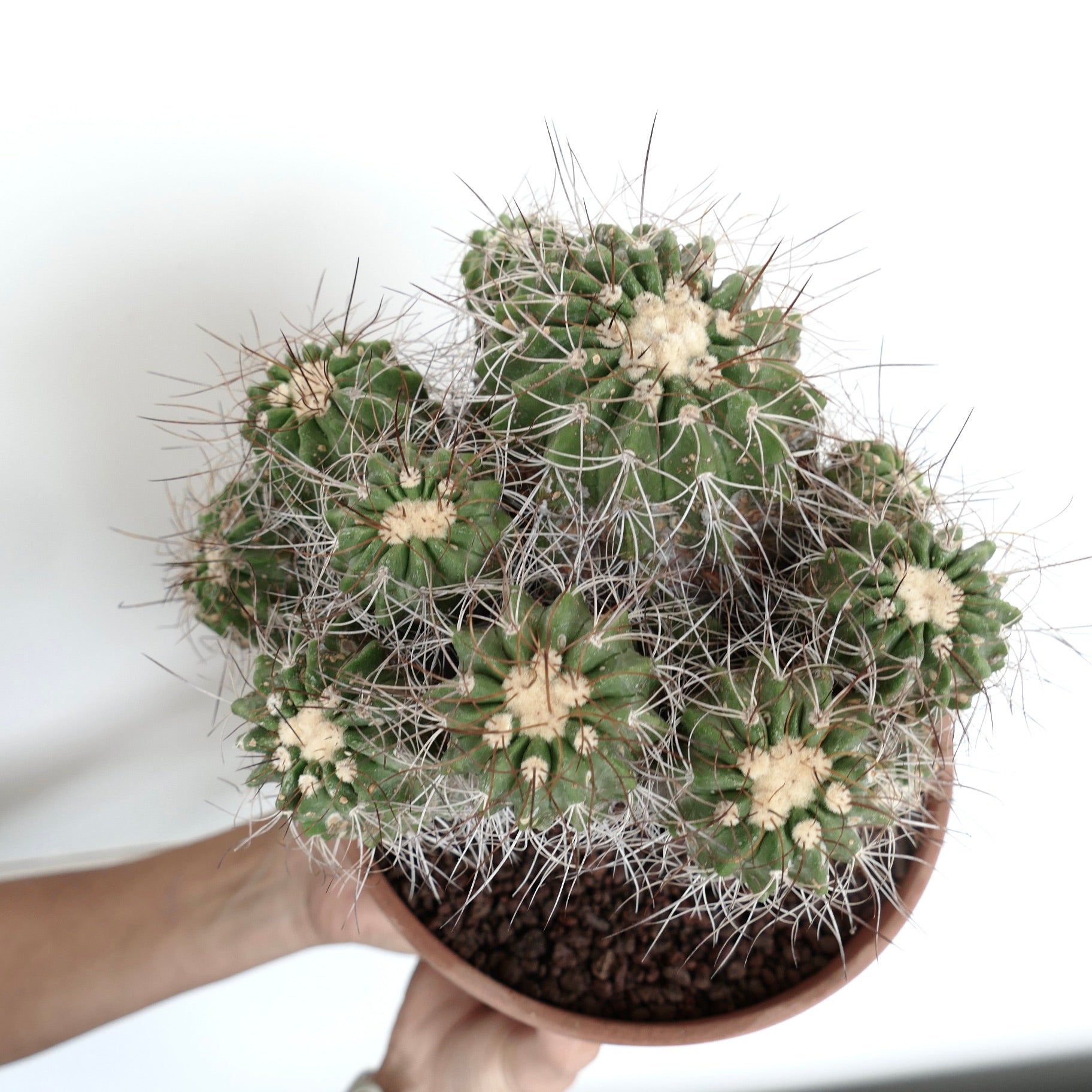 Copiapoa superba | Botanical Archive | Rare Cactus Specimen