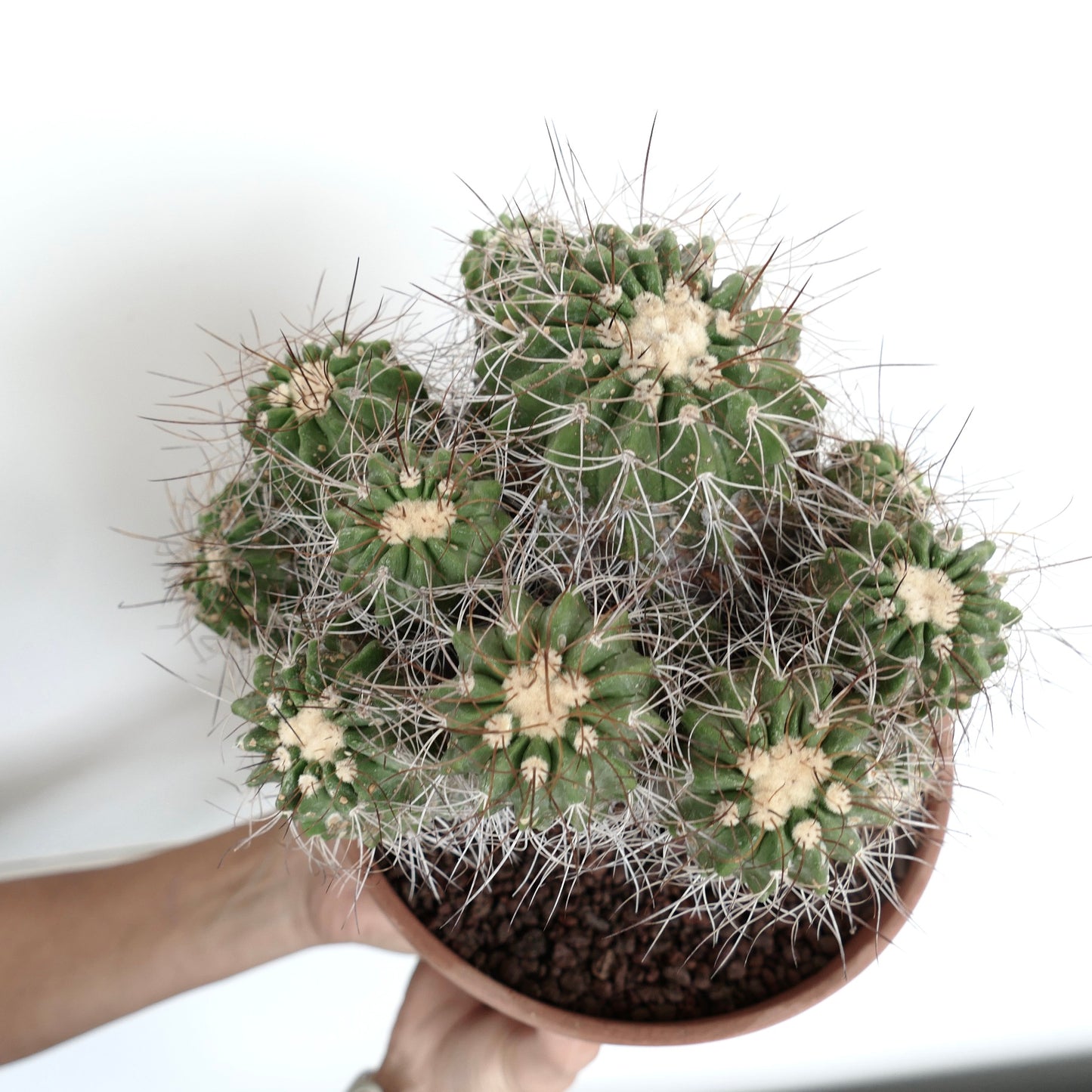 Copiapoa superba CLUSTER