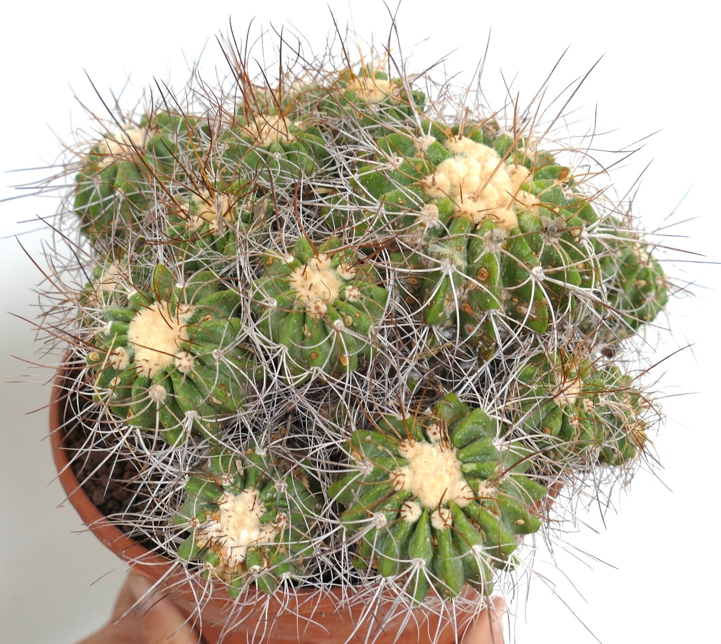 Copiapoa superba CLUSTER