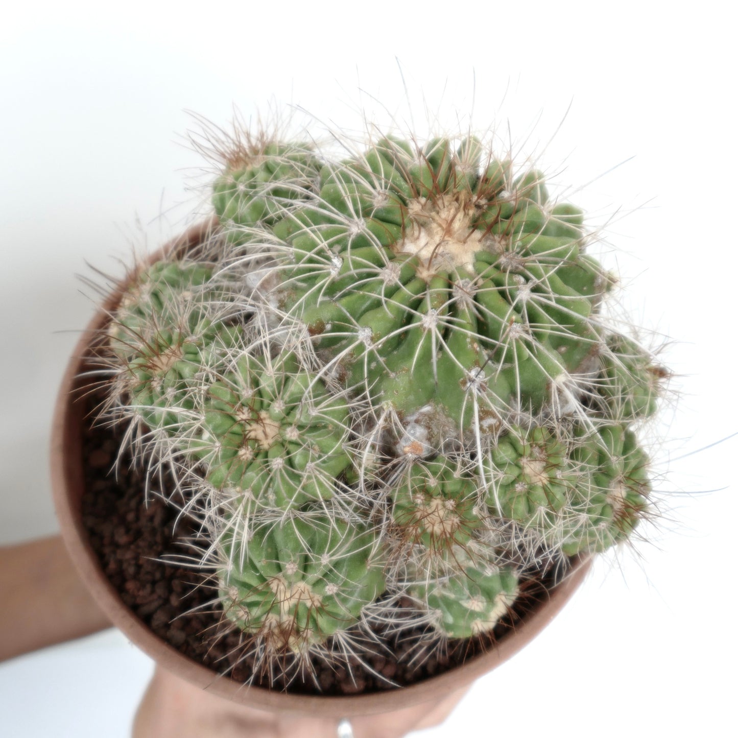 Copiapoa superba CLUSTER