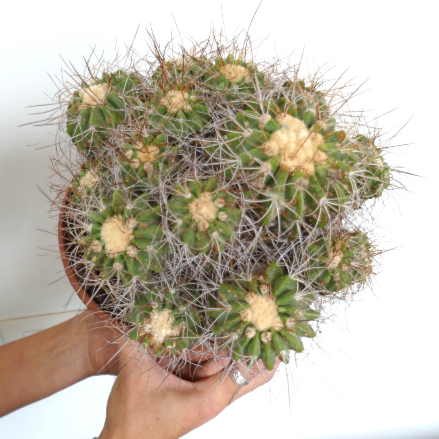 Copiapoa superba CLUSTER