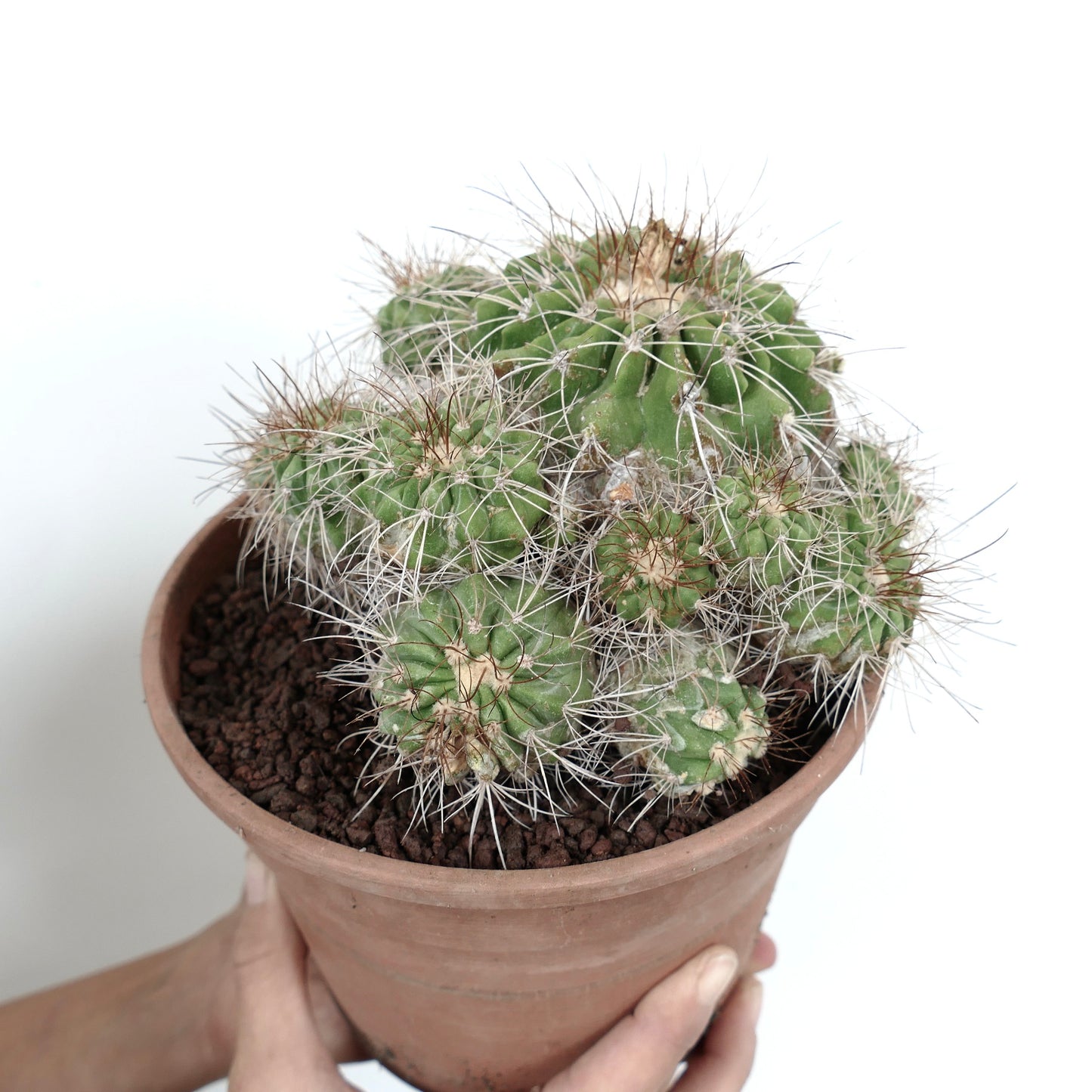 Copiapoa superba CLUSTER