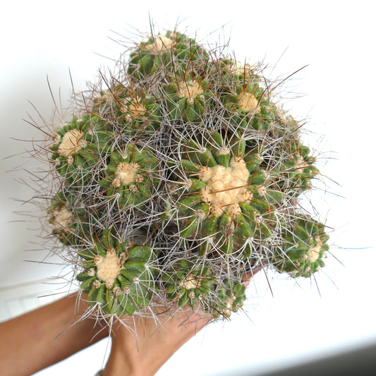 Copiapoa superba CLUSTER