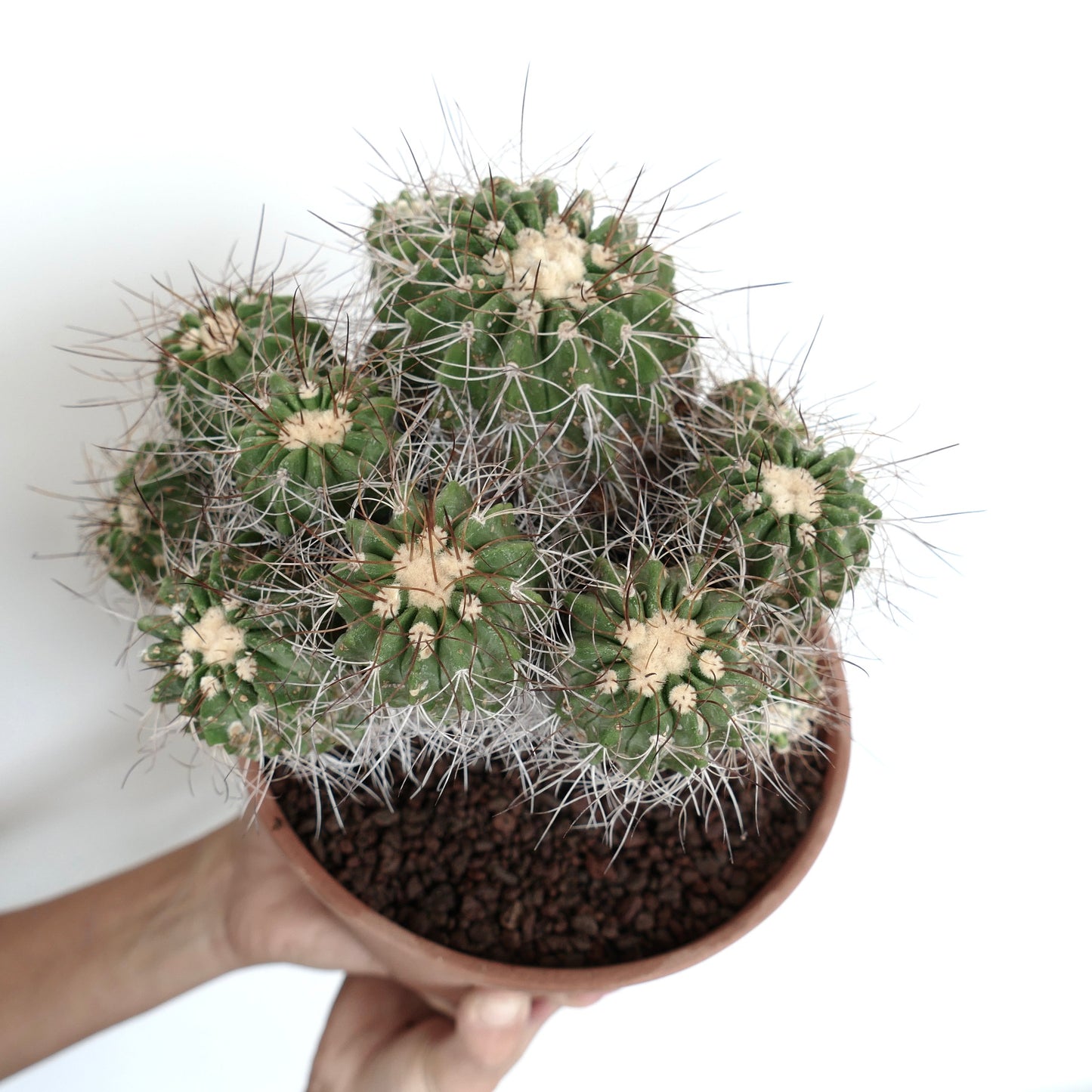 Copiapoa superba CLUSTER