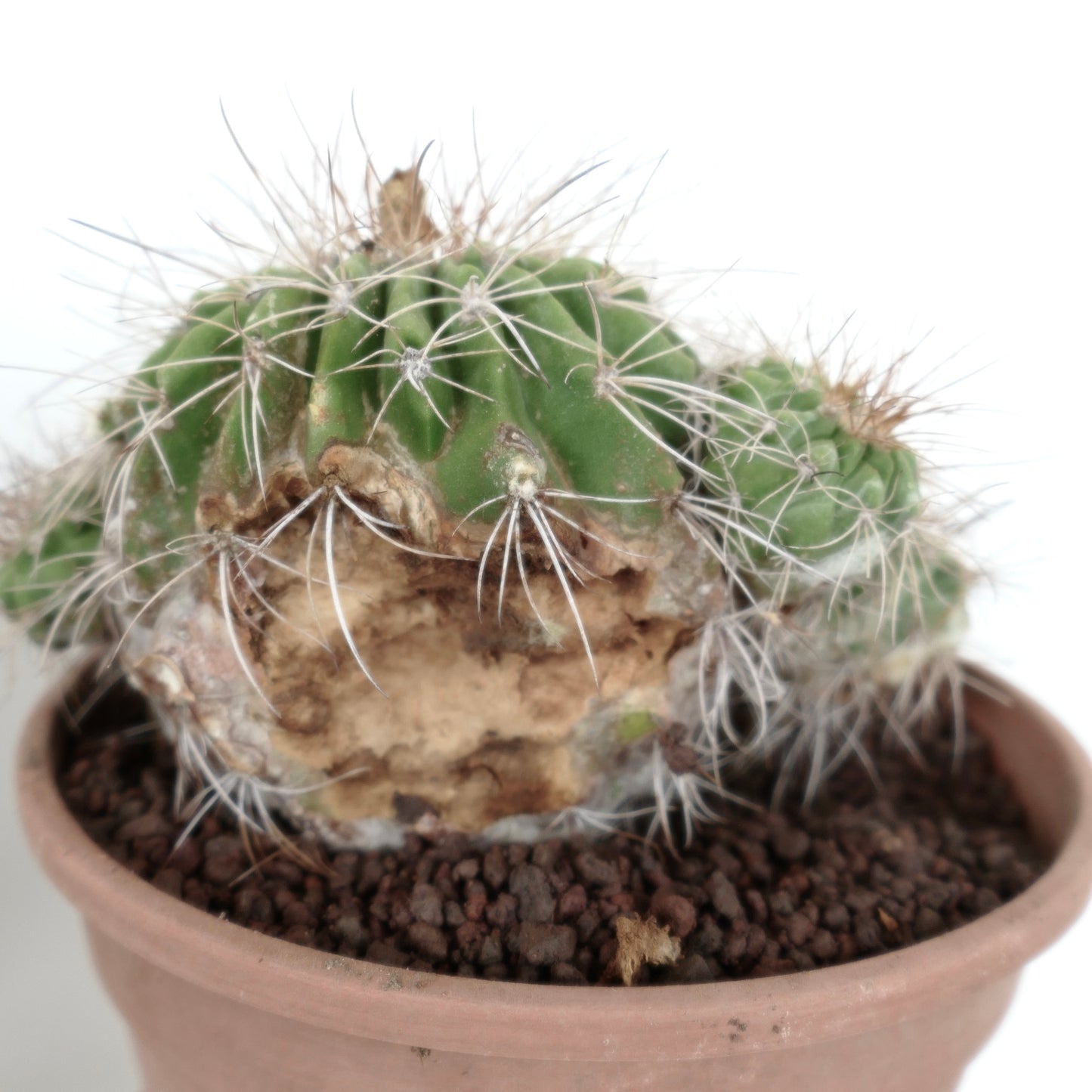 Copiapoa superba CLUSTER