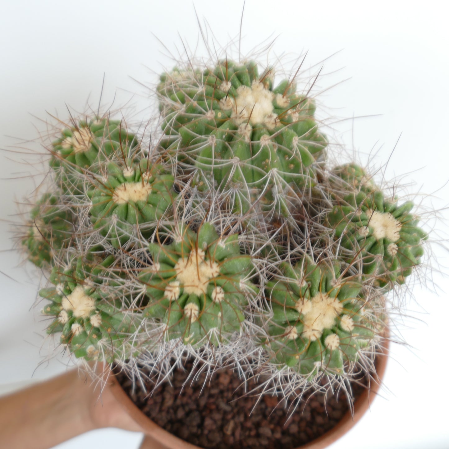 Copiapoa superba CLUSTER