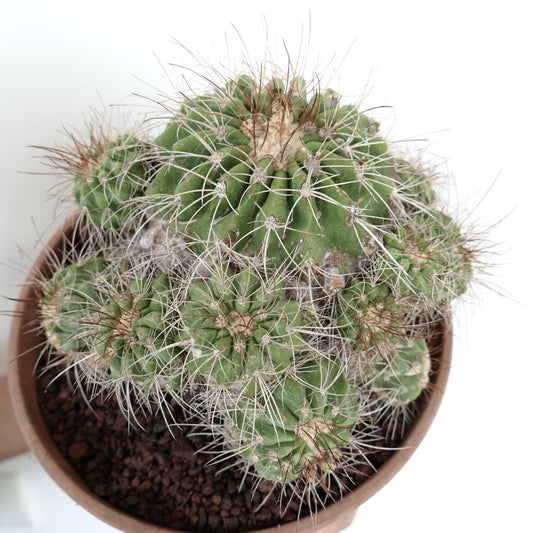 Copiapoa superba CLUSTER