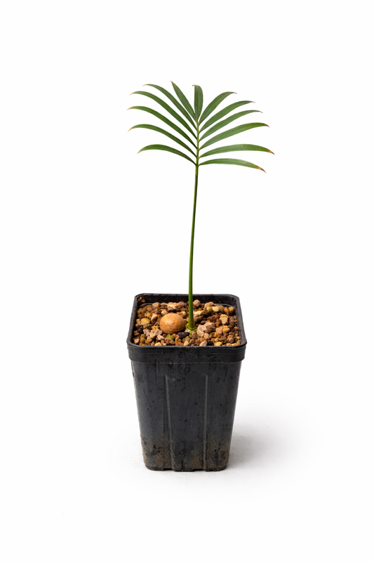 Giovane piantina di Cycas laotica con foglie verdi sottili in vaso da vivaio nero