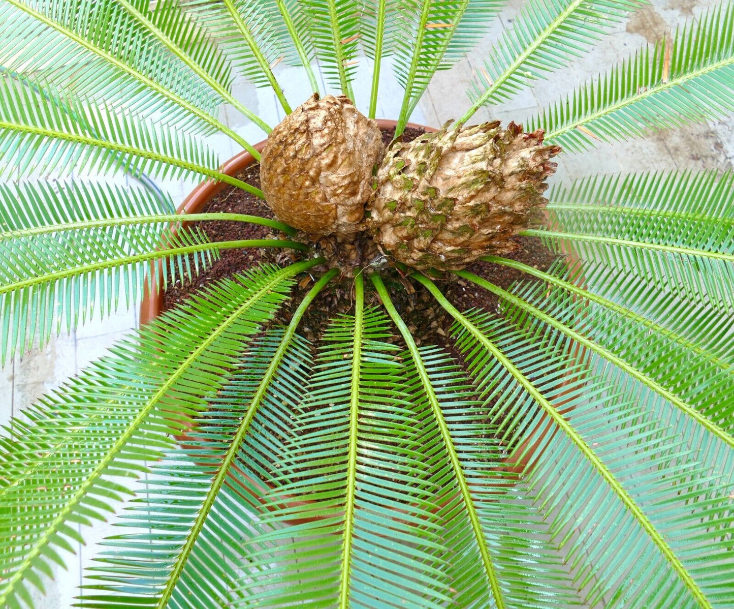 Dioon edule female caudex 26 x 27 cm