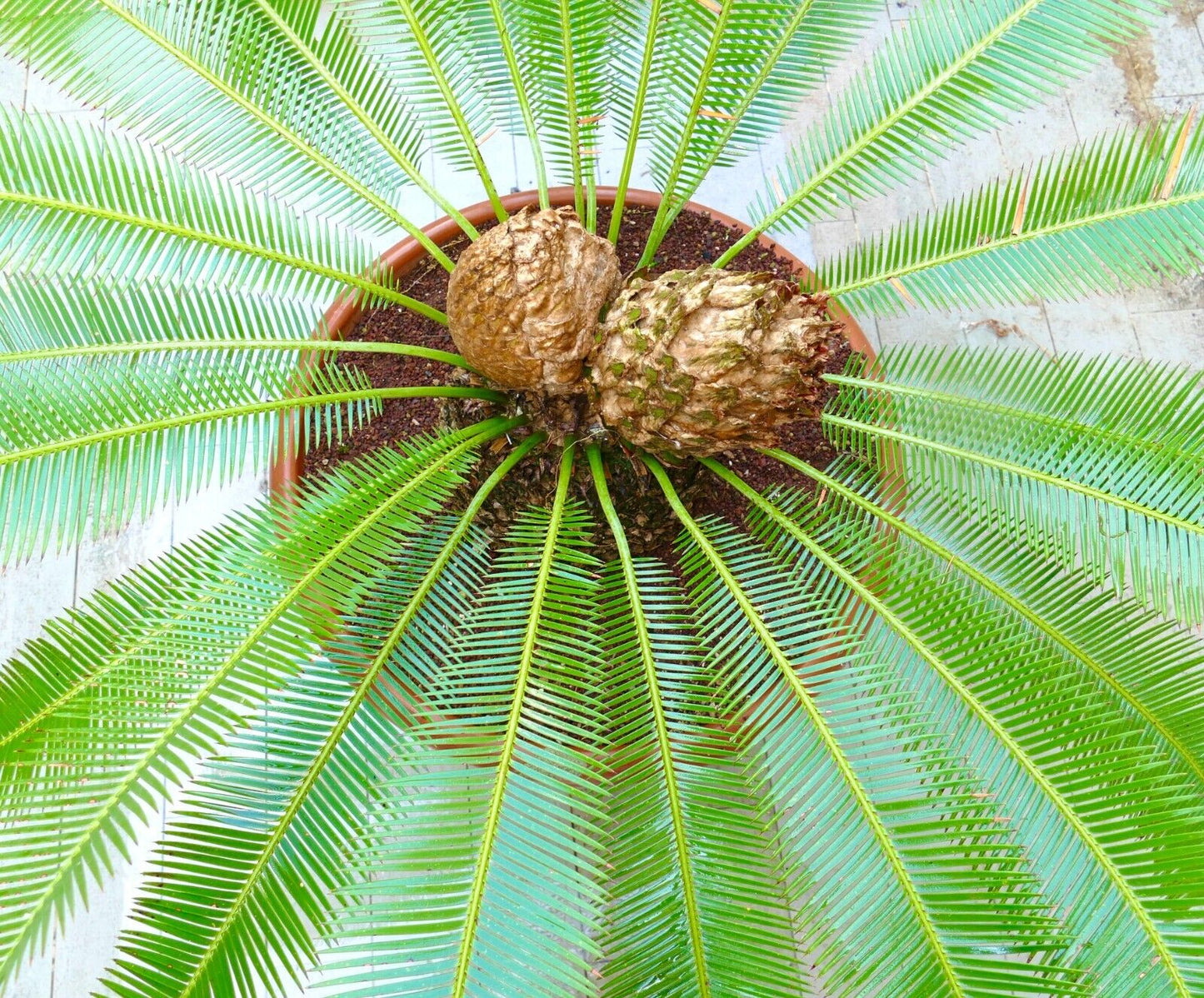 Dioon edule female caudex 26 x 27 cm