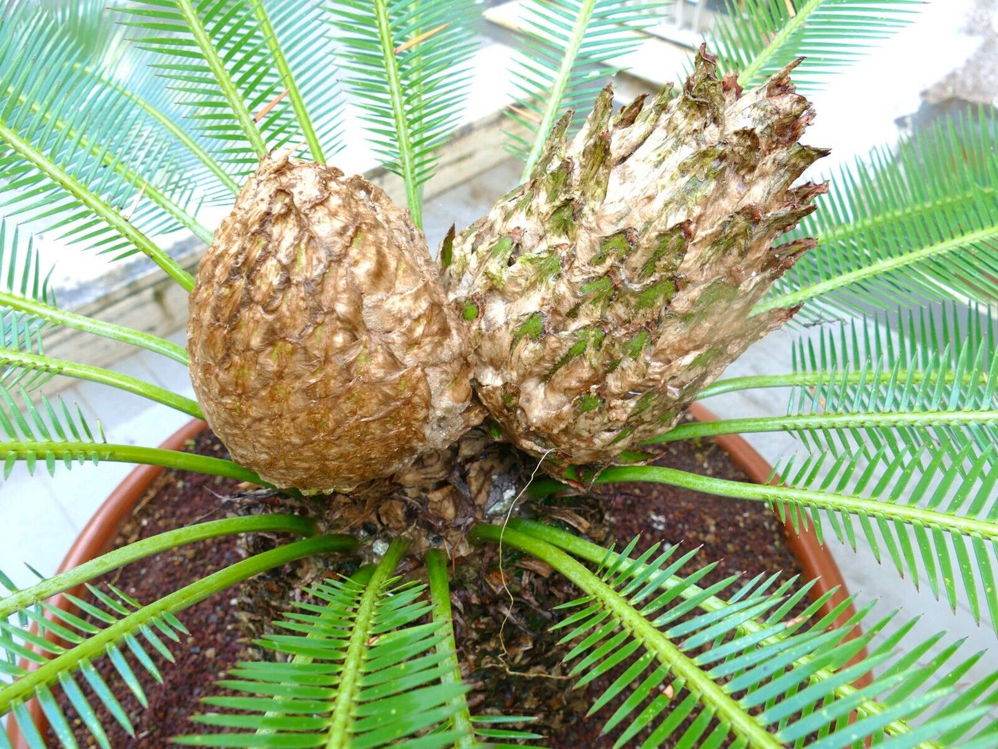 Dioon edule female caudex 26 x 27 cm