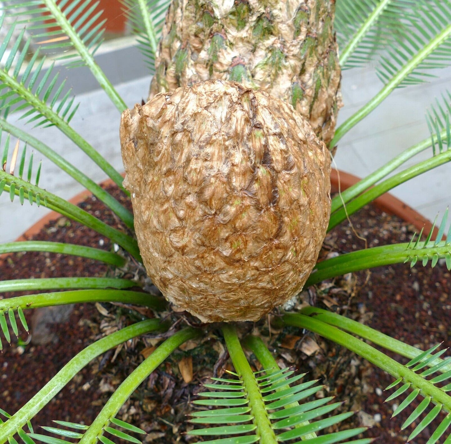 Dioon edule female caudex 26 x 27 cm