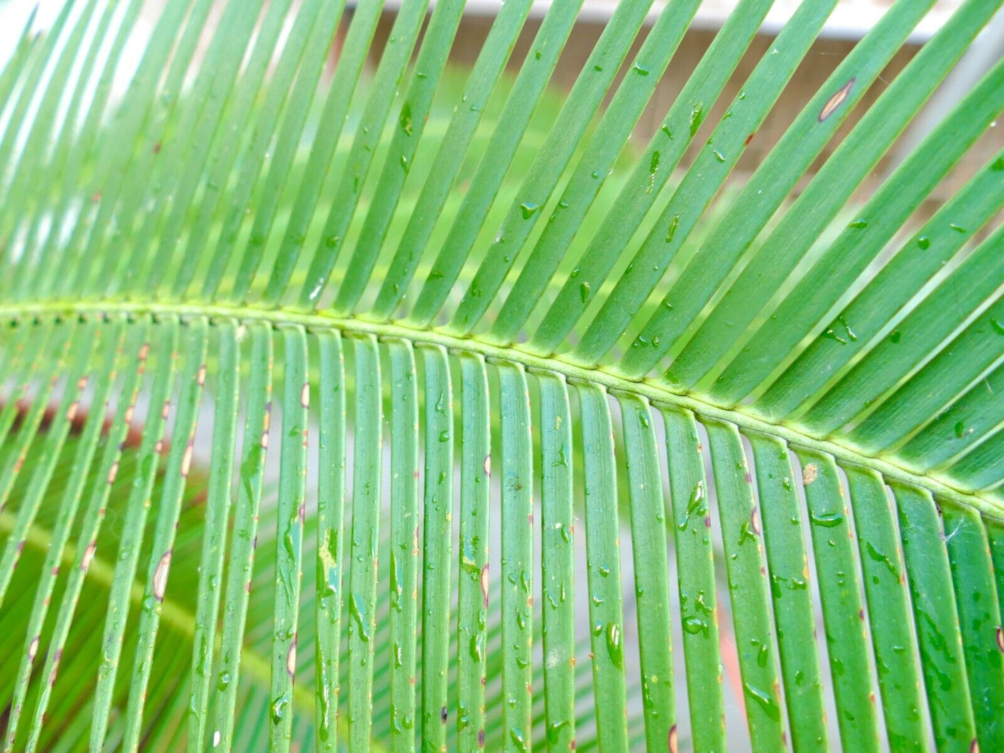 Dioon edule female caudex 26 x 27 cm