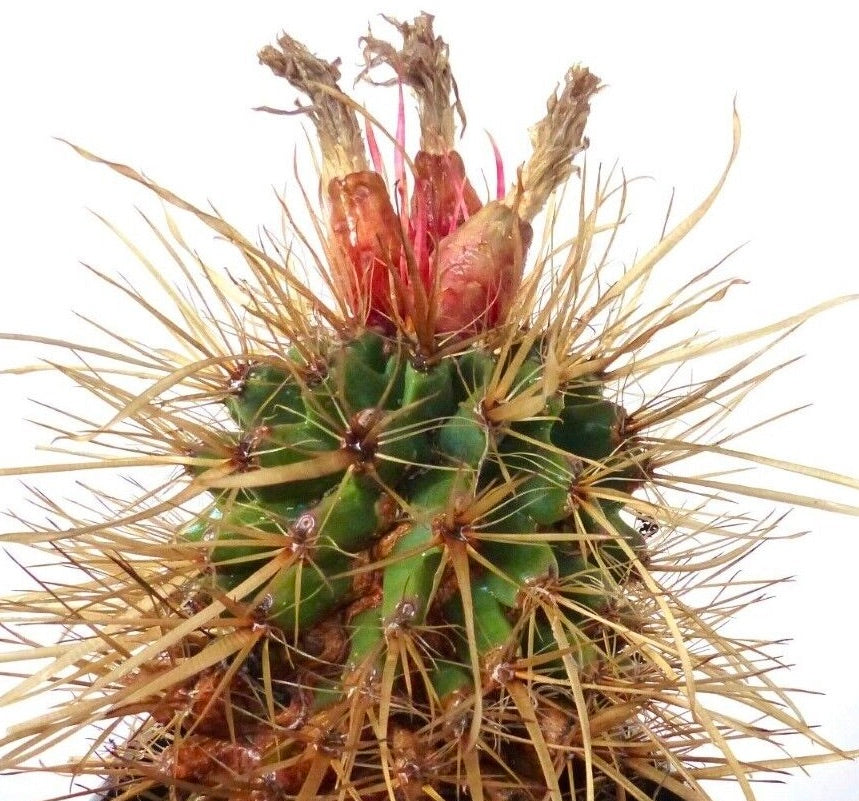 Leuchtenbergia x Ferocactus fordii SEMI