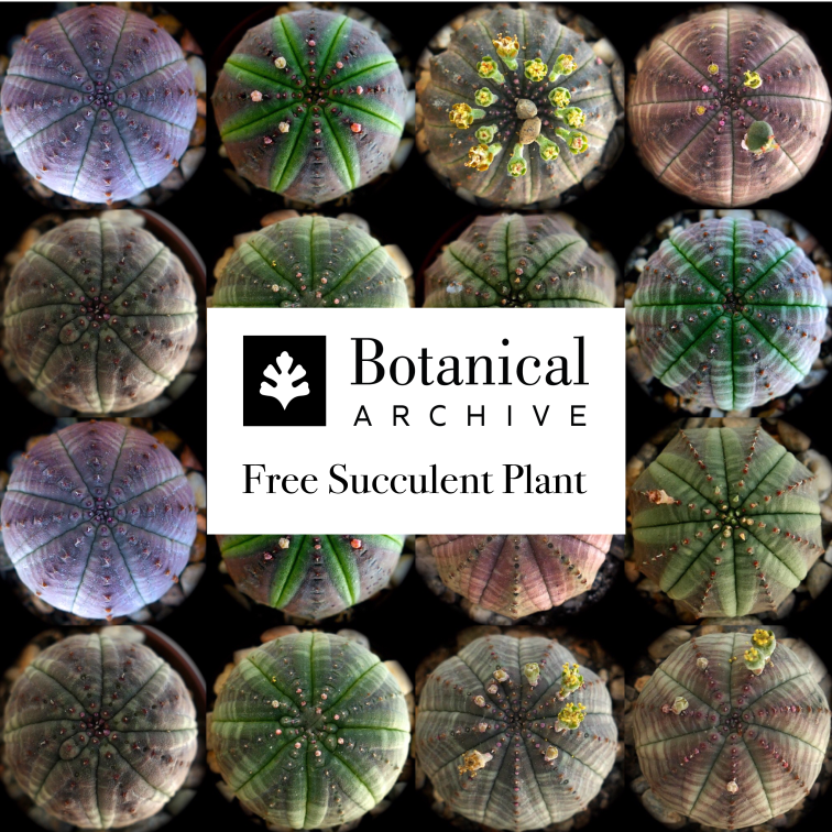 Euphorbia obesa succulent cactus with round ribbed shape and small textured bumps