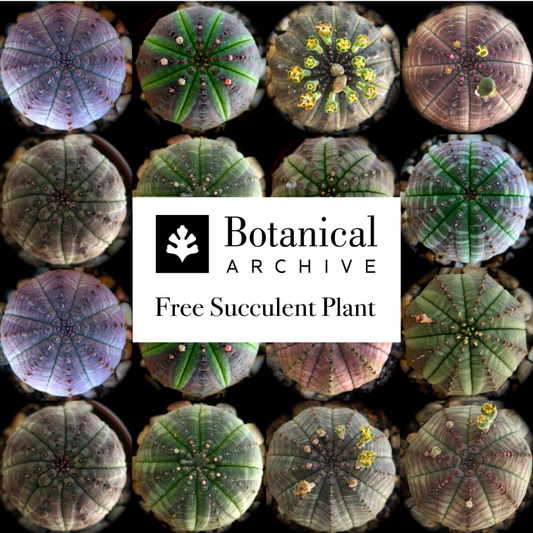 Euphorbia obesa succulent cactus with round ribbed shape and small textured bumps