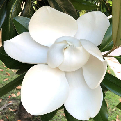 Magnolia grandiflora