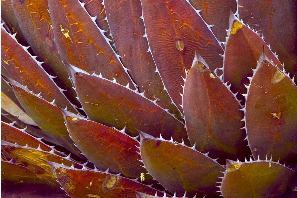 Agave horrida var perotensis SEEDS