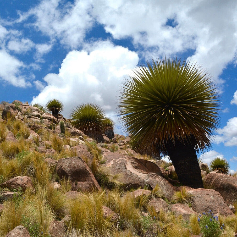 Puya raimondii GG7