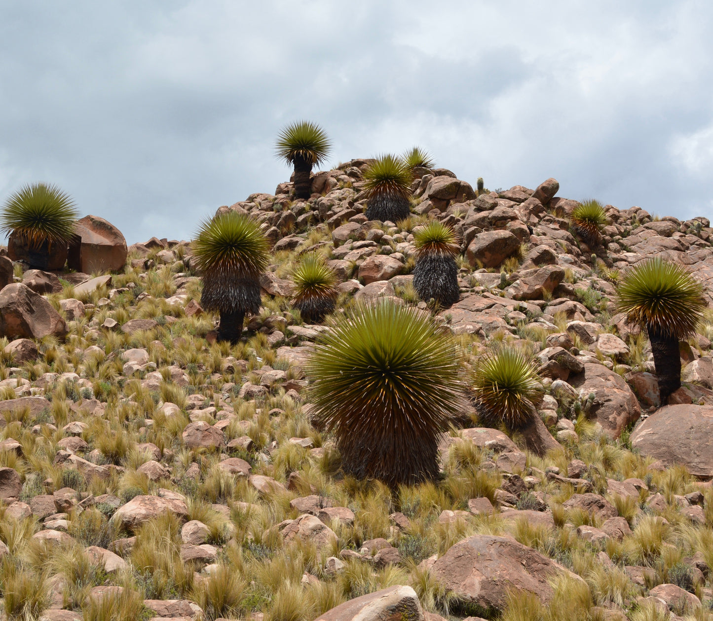 Puya raimondii LO91Y
