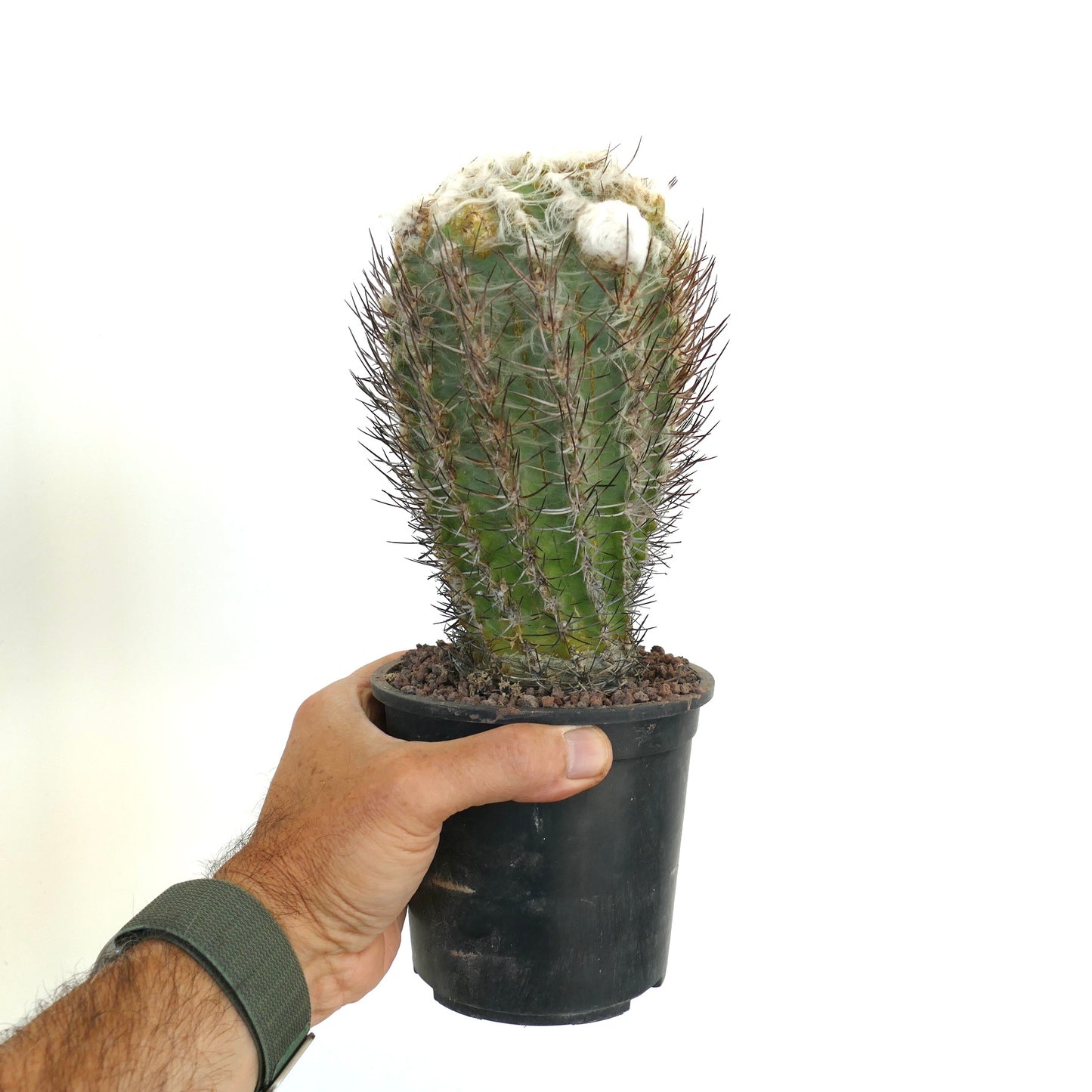 Pyrrhocactus floccosus 5R5
