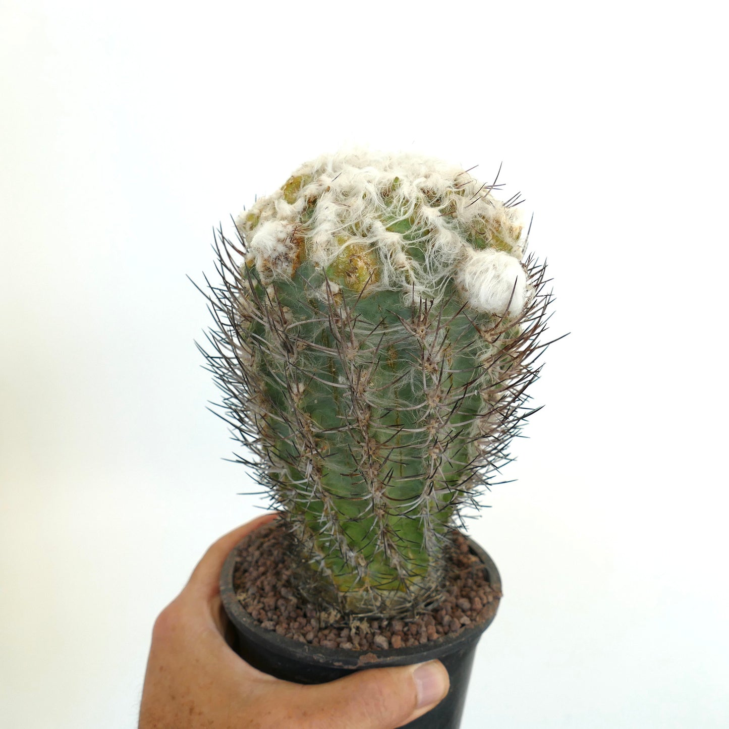 Pyrrhocactus floccosus 5R5
