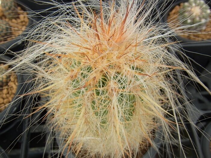 Oreocereus arboreus SEEDS