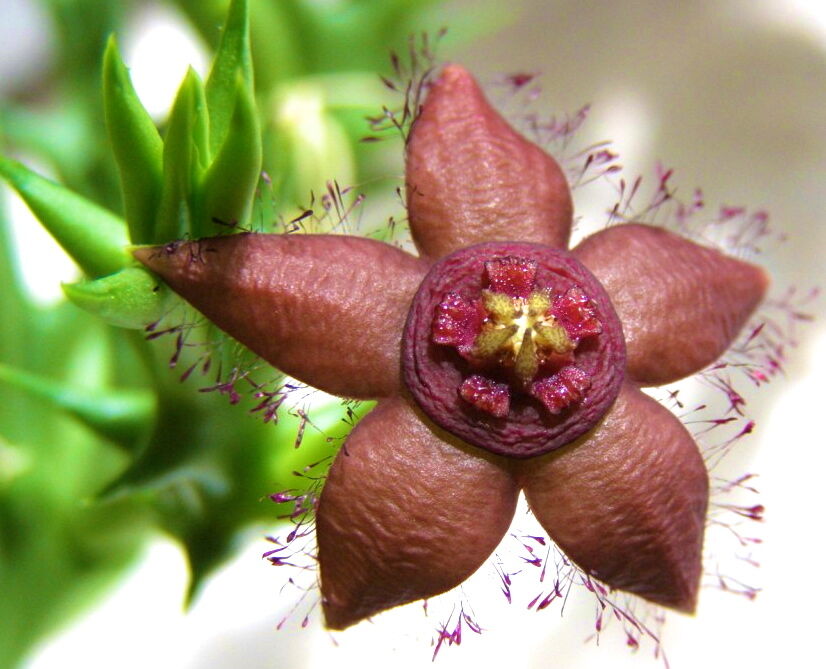 Orbea semota ssp. orientalis (TANZANIA) staplia orbea pseudolithos SEEDS