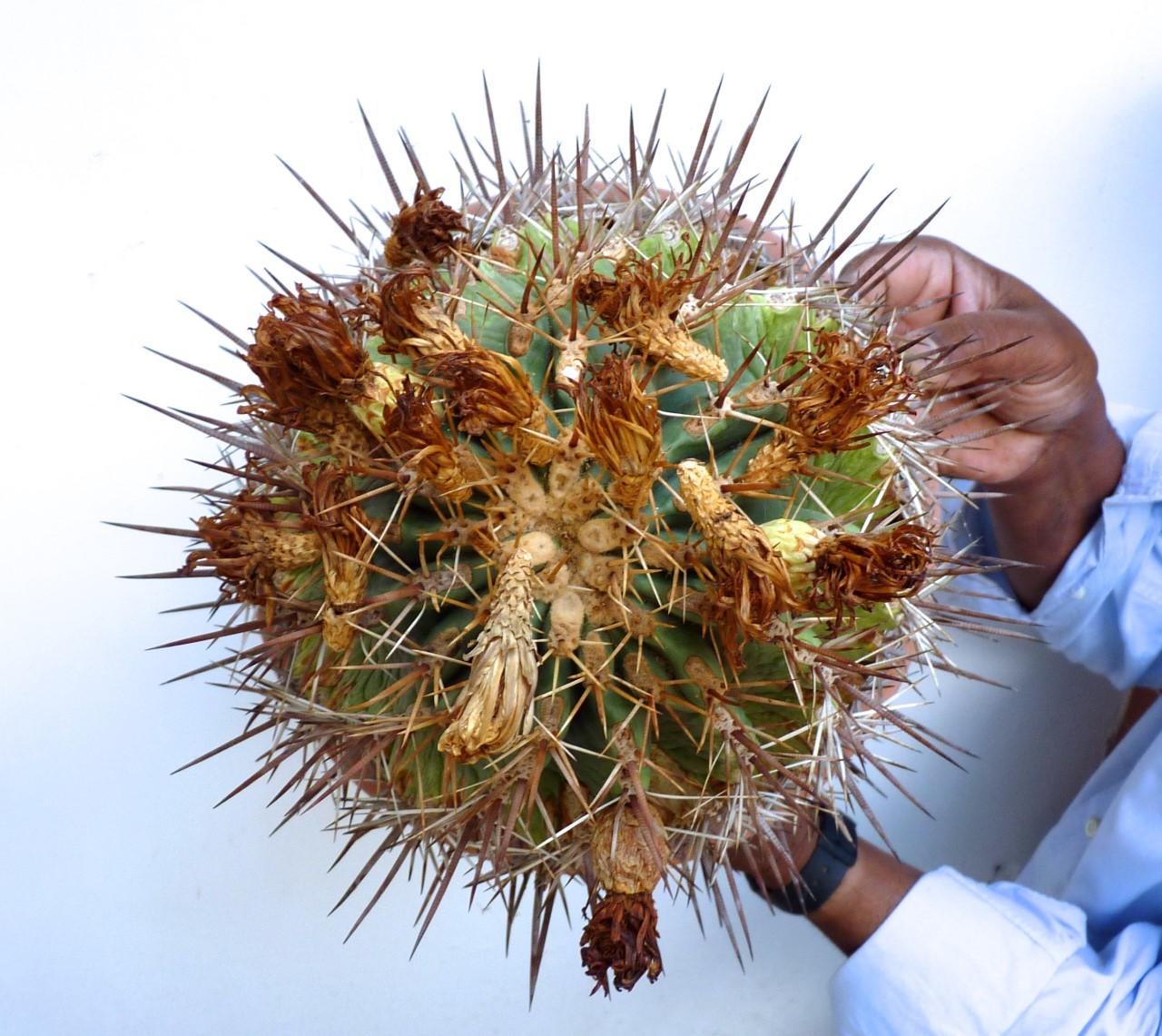 Ferocactus rectispinus X glaucescens SEMI