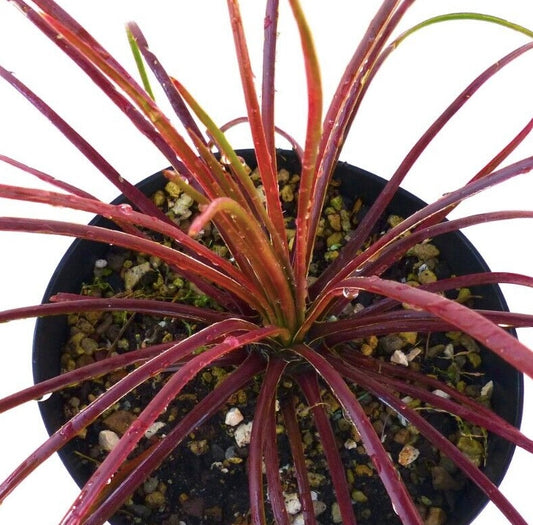 Agave geminiflora RED FORM SEEDS