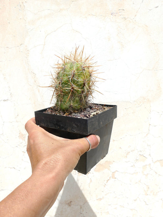 Oreocereus celsianus var. boliviensis V8 12cm HIGH