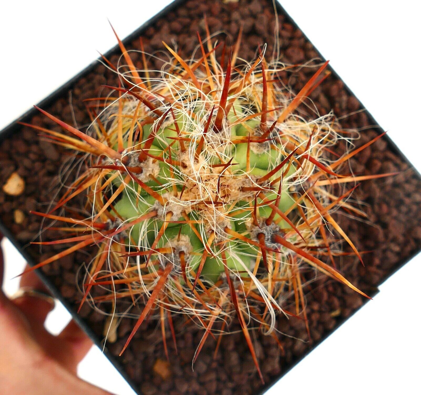 Oreocereus celsianus var. boliviensis (brown spines) LH453