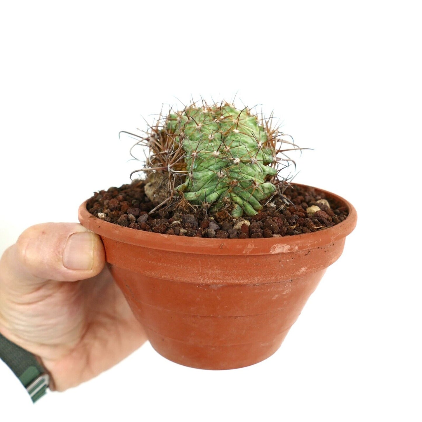 Ferocactus horridus CRESTED