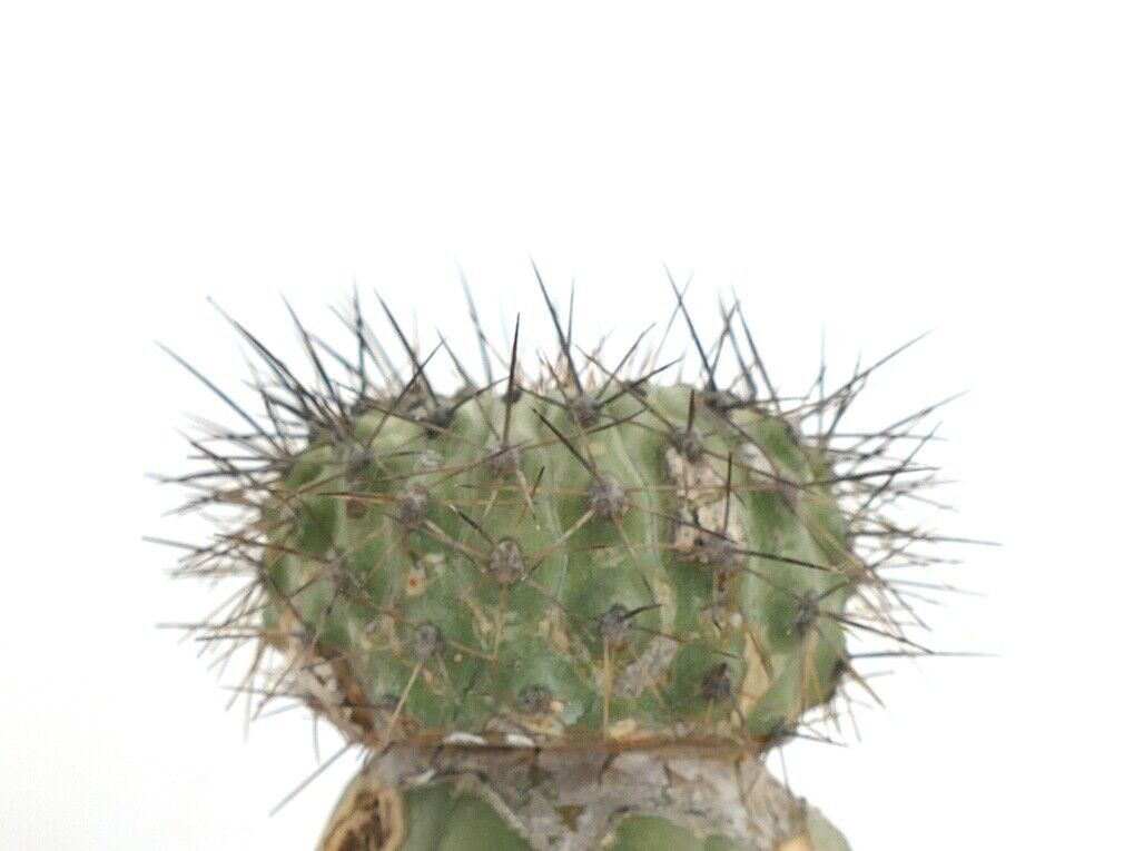 Copiapoa serpentisulcata (GRAFTED) RP77