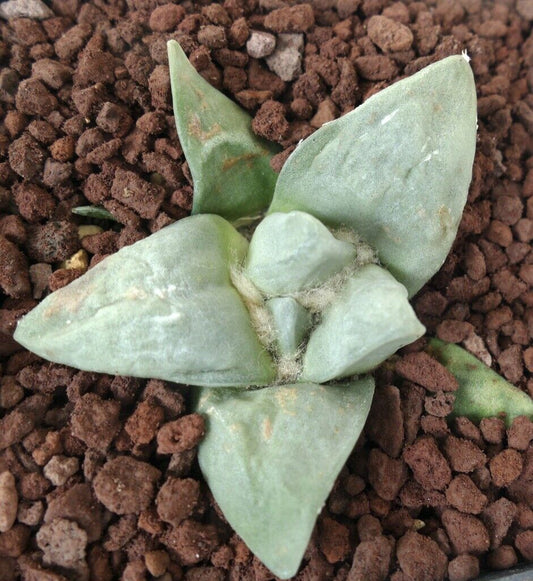 Ariocarpus retusus cv FRUMUDOSU AH6