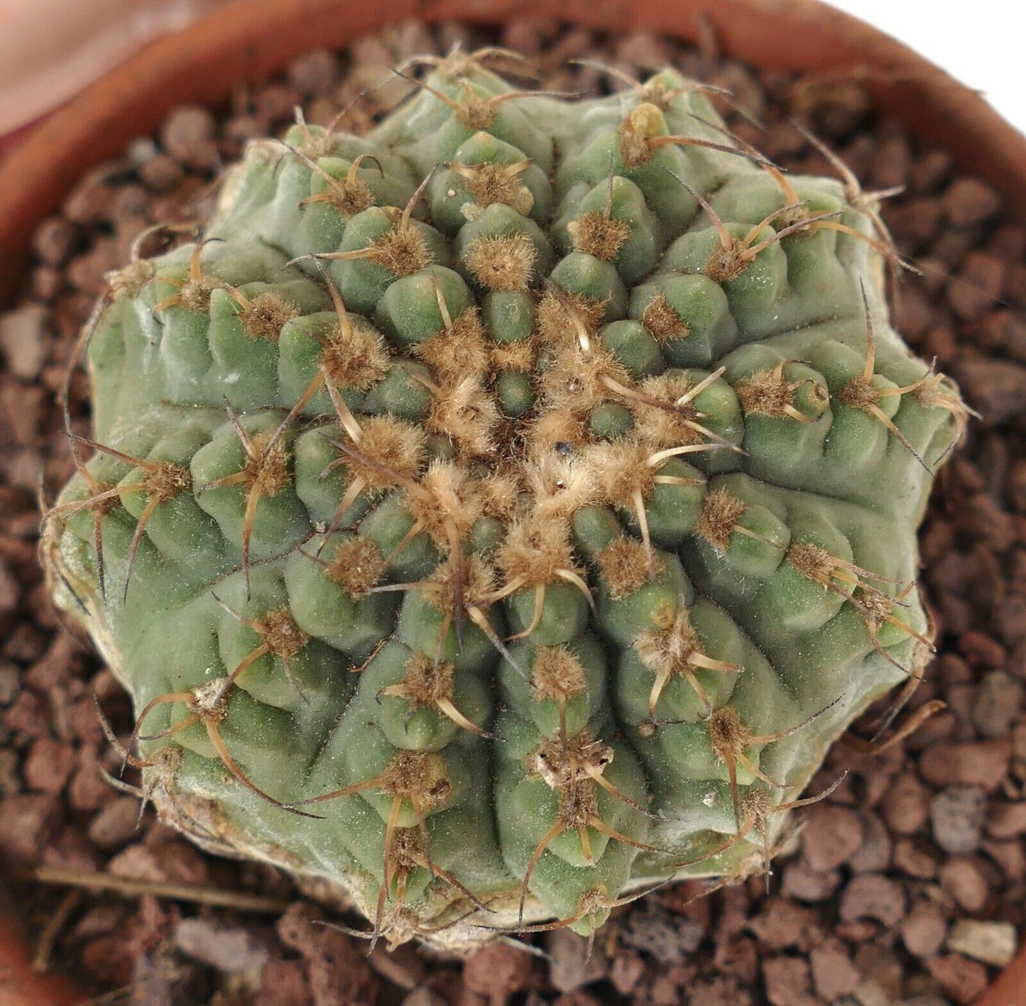 Gymnocalycium sutterianum 3H3