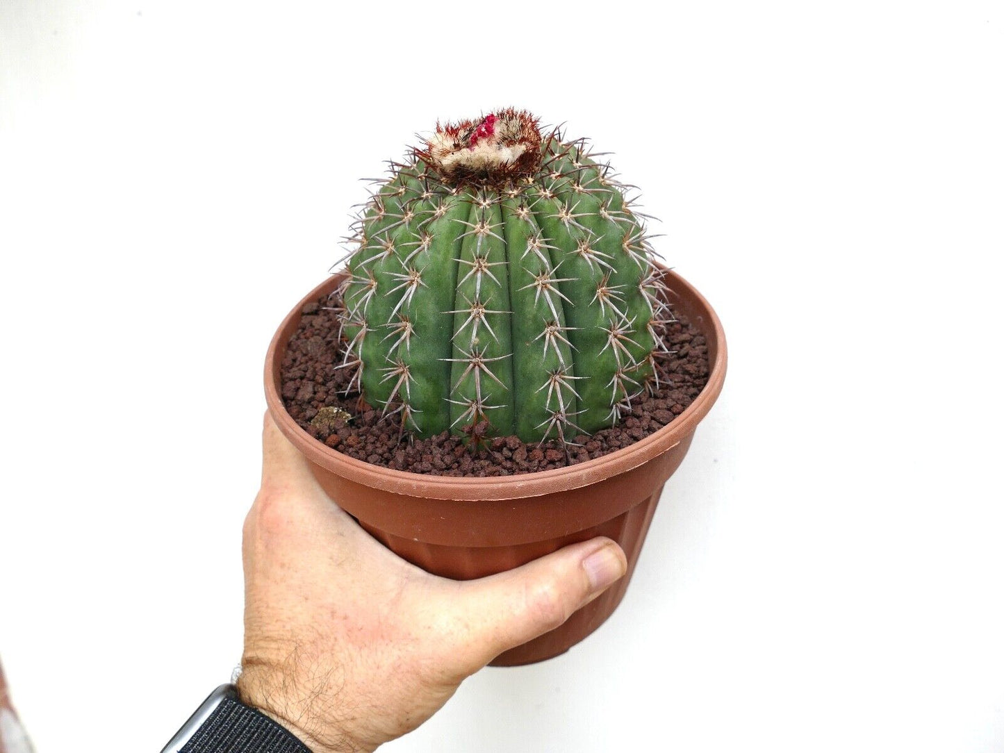 Melocactus sp. from Macampo, Cuba