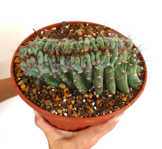 Cereus peruvians BLU FORM CRESTED 35Y