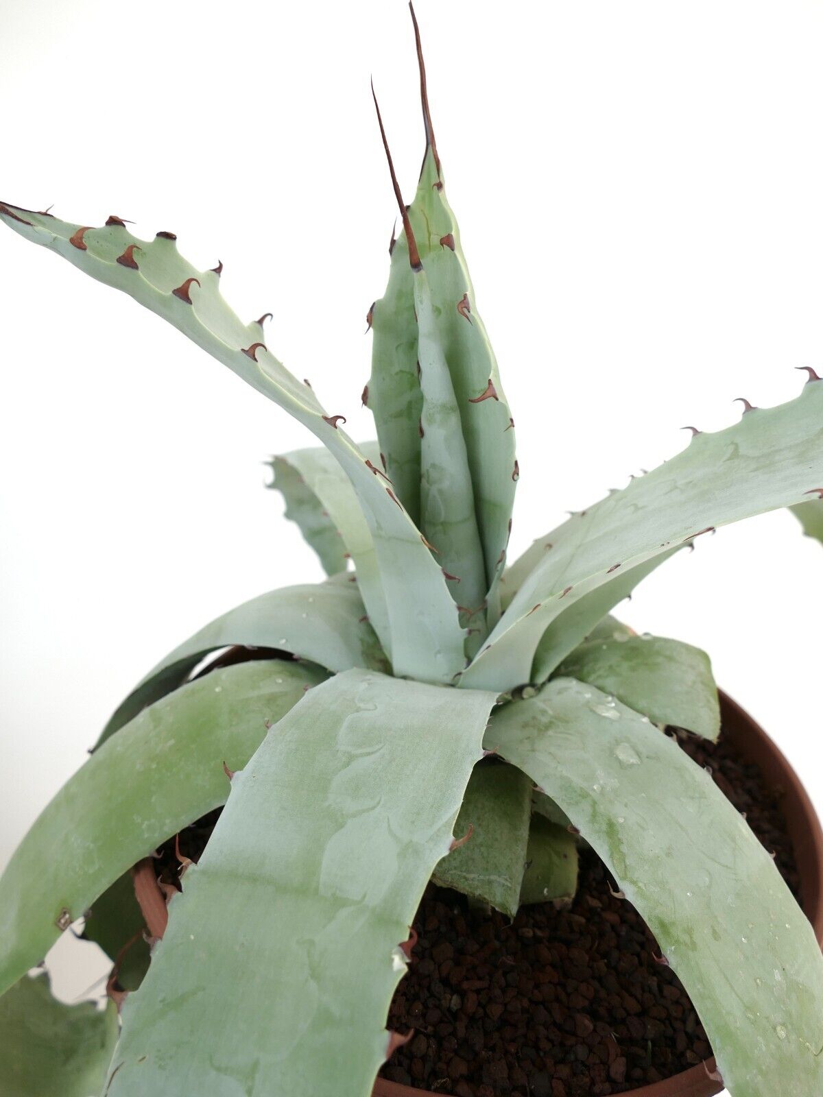 Agave utahensis X cerluata BLUE (Mr Corsi) 7B3