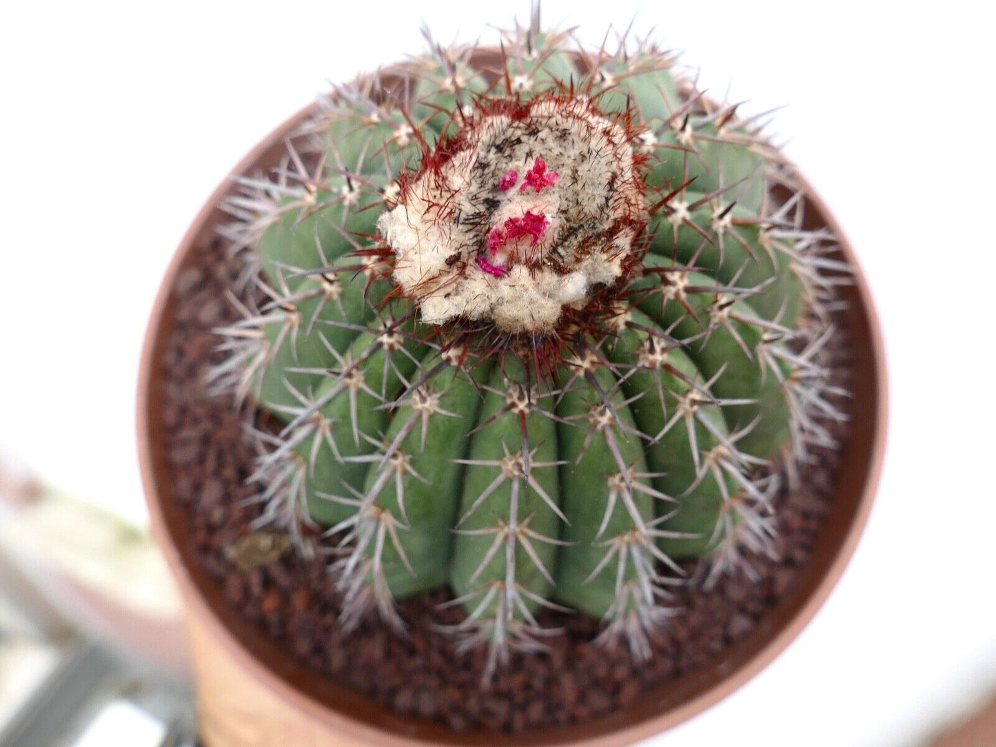 Melocactus sp. from Macampo, Cuba