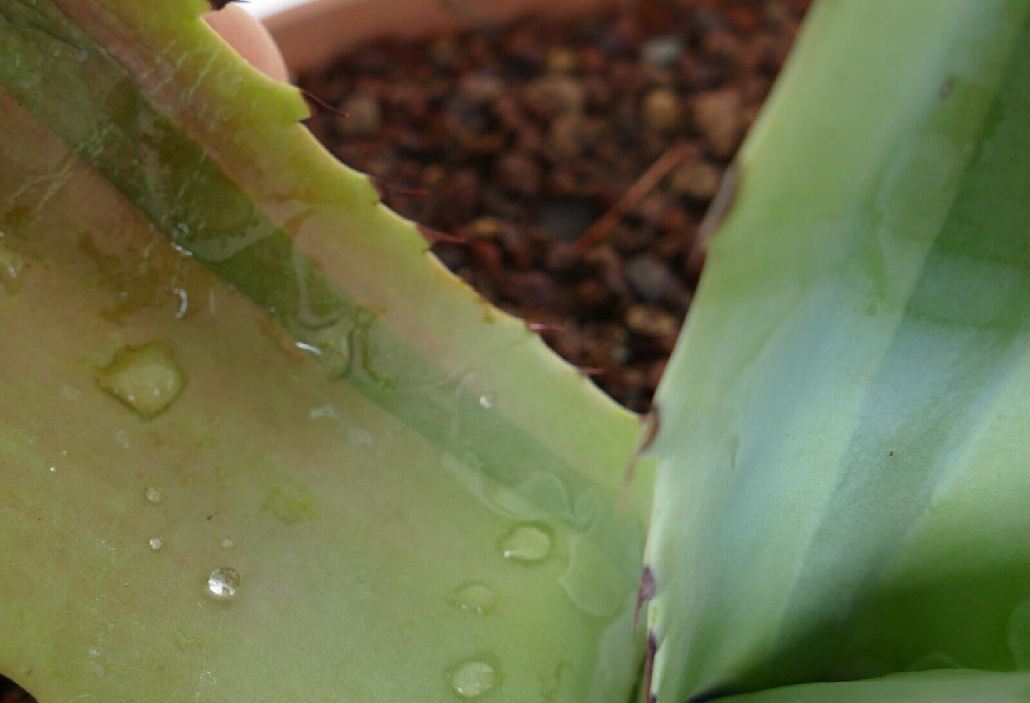 Agave bovicornuta X Agave utahensis (Mr Corsi) VARIEGATED N13