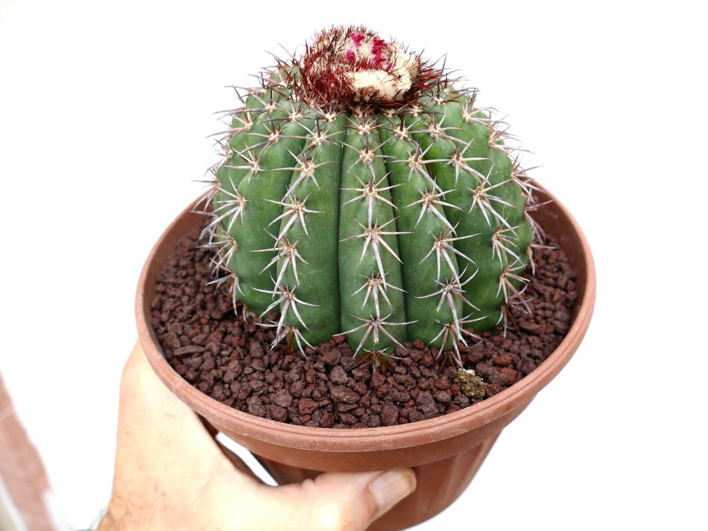 Melocactus sp. from Macampo, Cuba