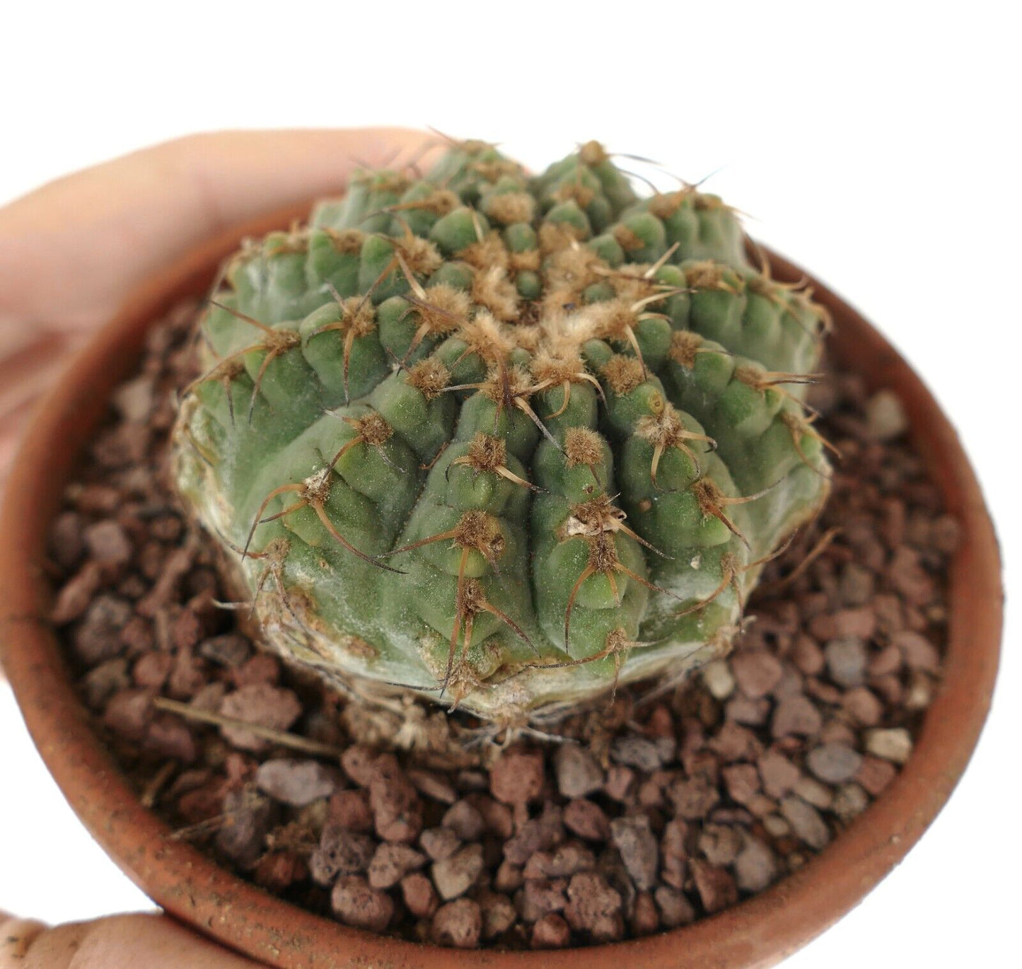 Gymnocalycium sutterianum 3H3