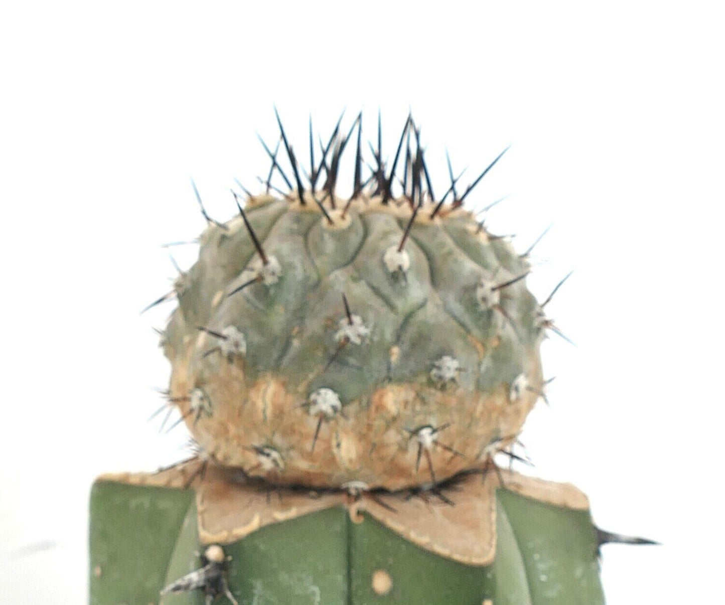 Copiapoa cinerea J675 (GRAFTED)