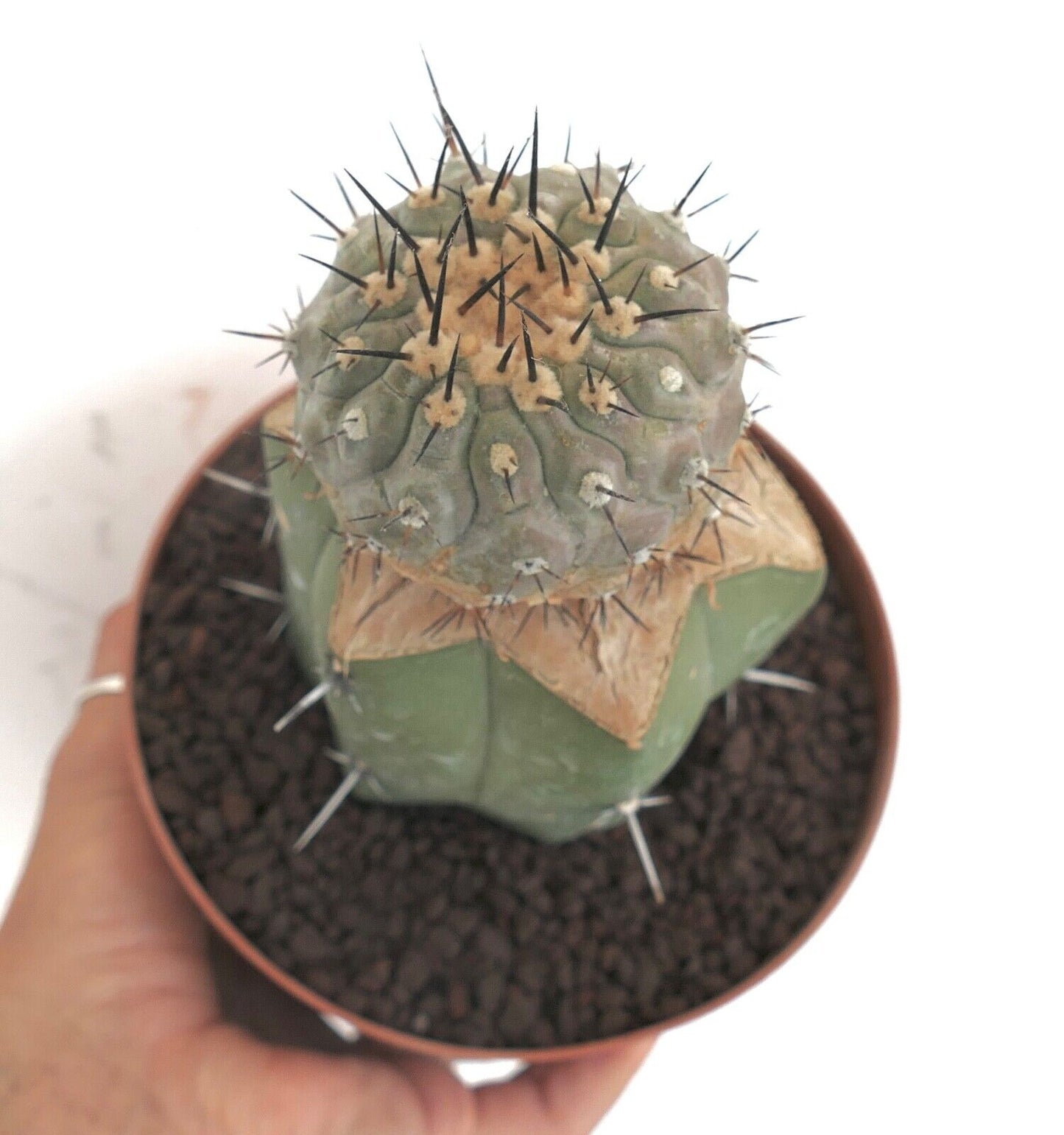 Copiapoa cinerea J675 (GRAFTED)