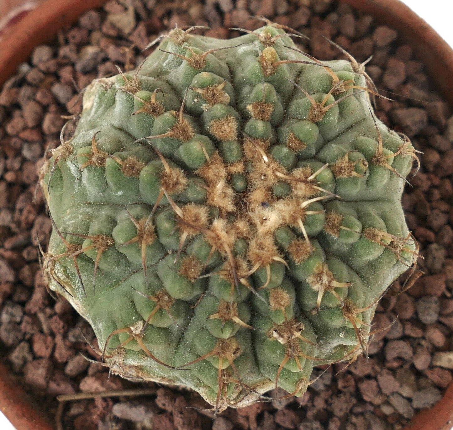 Gymnocalycium sutterianum 3H3