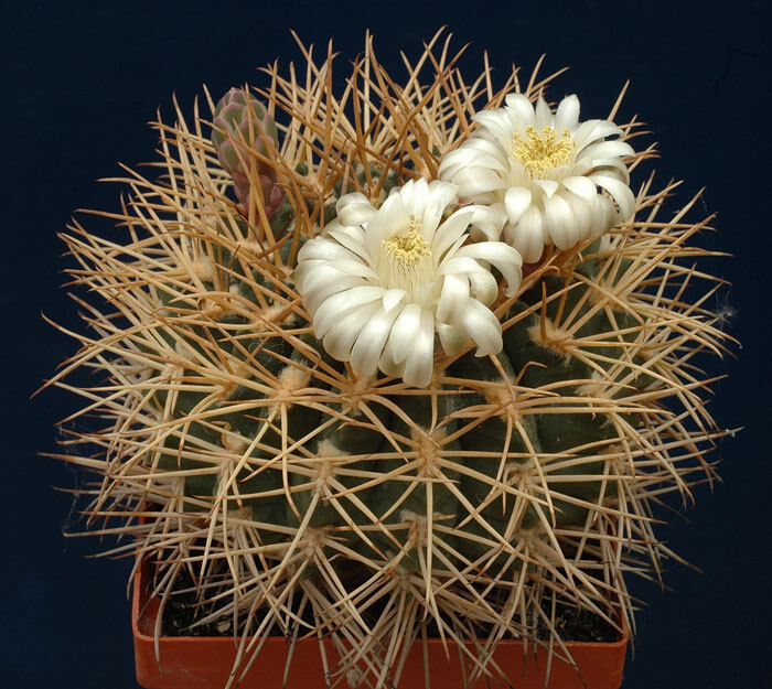 Gymnocalycium hamatum FR819 SEEDS